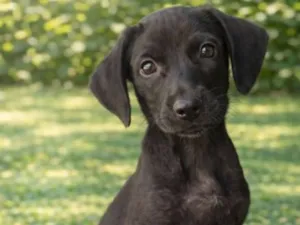 Cachorro raça SRD-ViraLata idade 2 a 6 meses nome Demétrio 