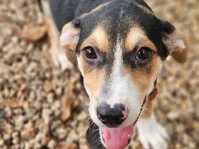 Cachorro raça SRD-ViraLata idade 2 a 6 meses nome Jurandir