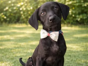 Cachorro raça SRD-ViraLata idade 2 a 6 meses nome Demétrio 