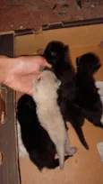 Gatinhos lindos 