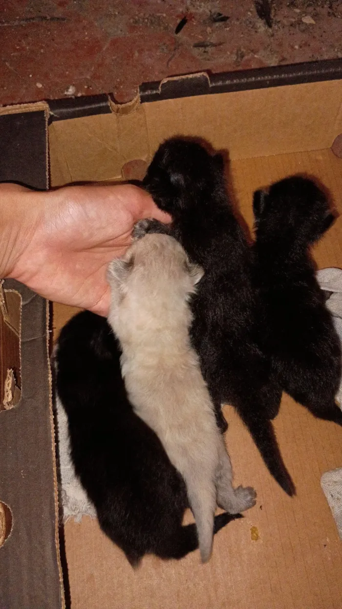 Gato raça SRD-ViraLata idade Abaixo de 2 meses nome Gatinhos lindos 