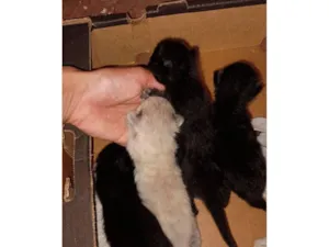 Gato raça SRD-ViraLata idade Abaixo de 2 meses nome Gatinhos lindos 
