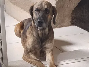 Cachorro raça SRD-ViraLata idade 2 anos nome bob