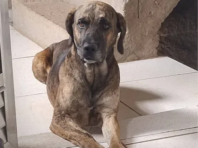 Cachorro raça SRD-ViraLata idade 2 anos nome bob