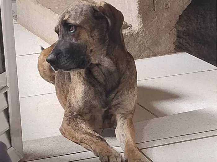 Cachorro raça SRD-ViraLata idade 2 anos nome bob