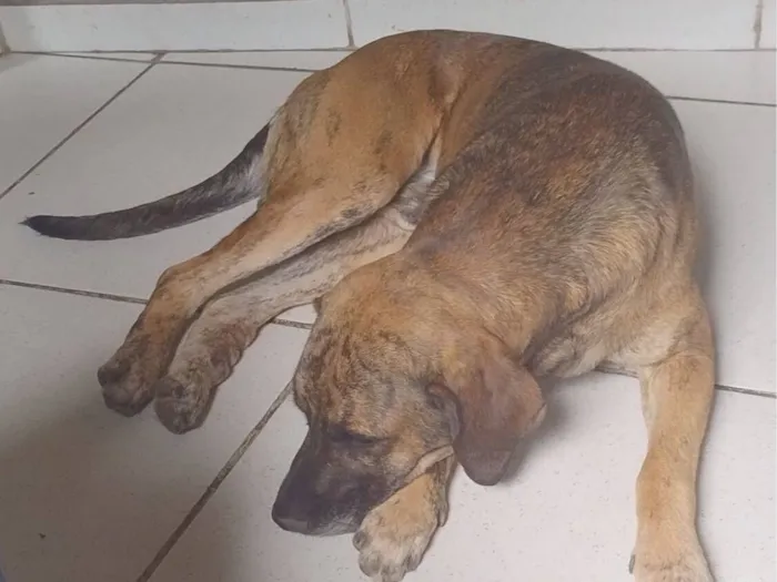 Cachorro raça SRD-ViraLata idade 2 anos nome bob