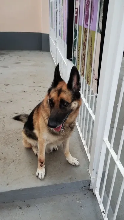 Cachorro raça Pastor Alemão idade 6 ou mais anos nome Bartolomeu 