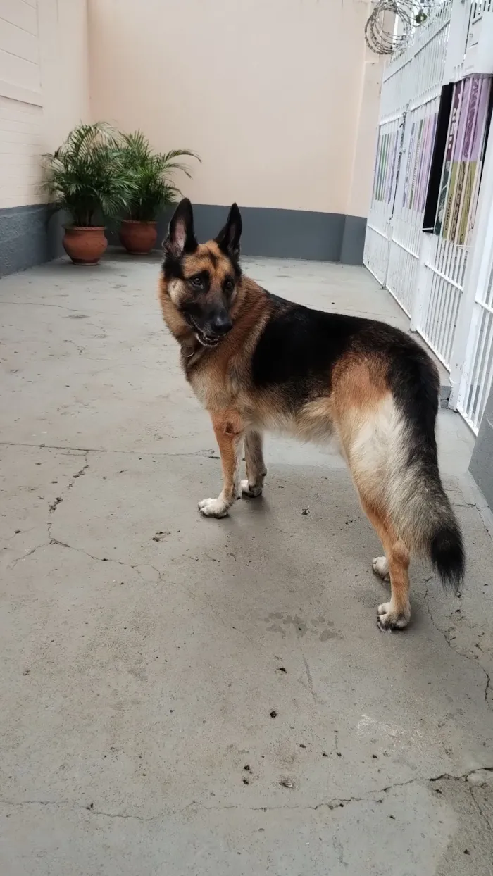 Cachorro raça Pastor Alemão idade 6 ou mais anos nome Bartolomeu 