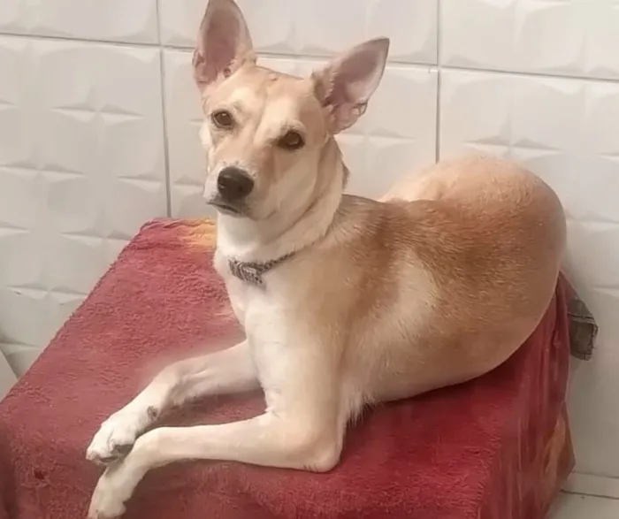 Cachorro raça SRD-ViraLata idade 1 ano nome Bebê 