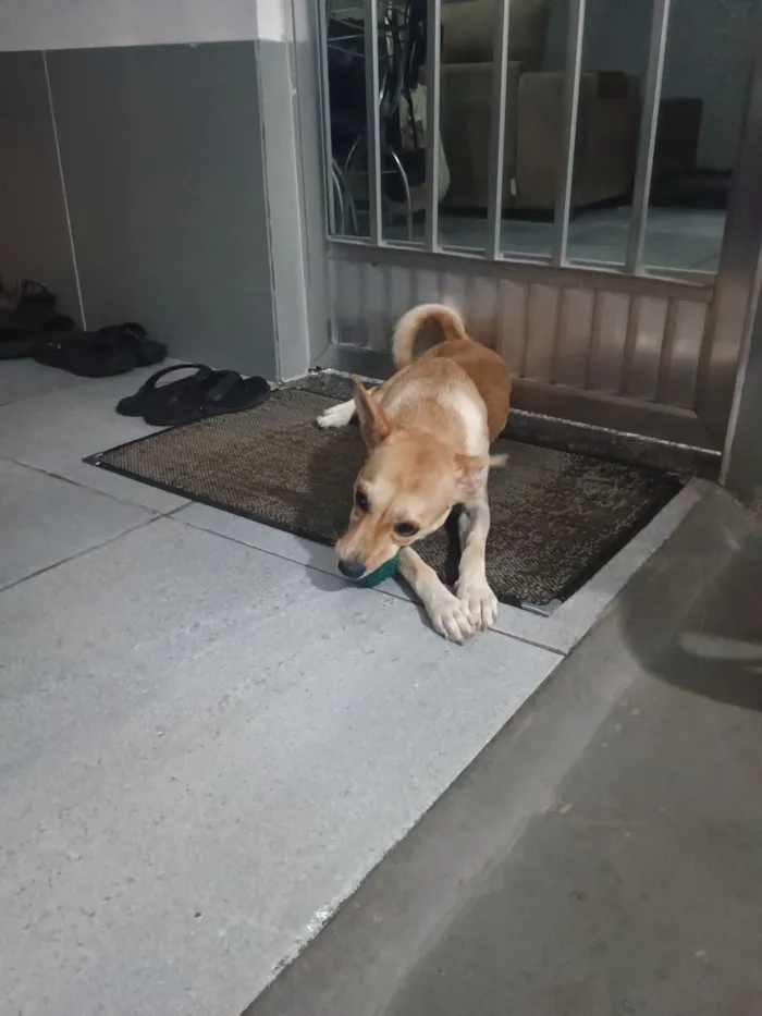 Cachorro raça SRD-ViraLata idade 1 ano nome Bebê 