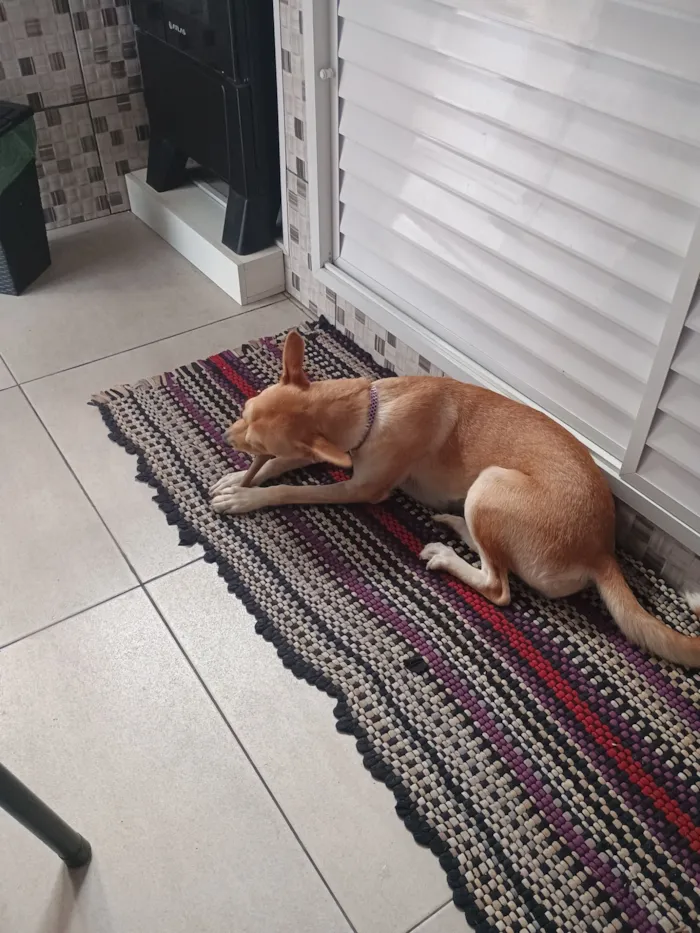 Cachorro raça SRD-ViraLata idade 1 ano nome Bebê 