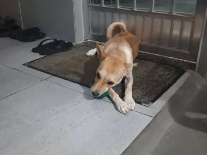 Cachorro raça SRD-ViraLata idade 1 ano nome Bebê 