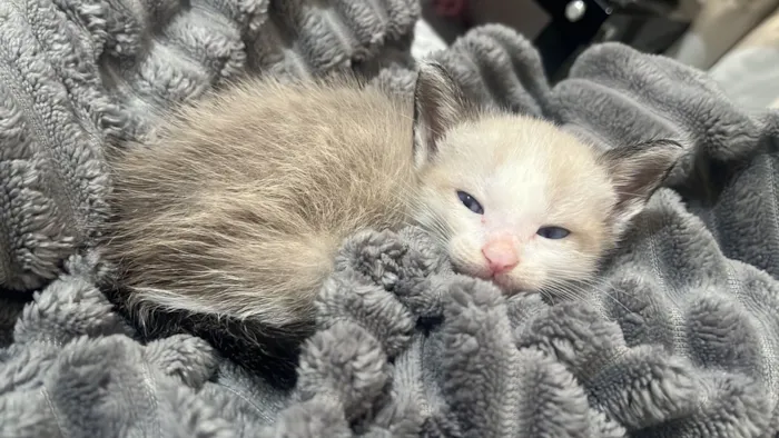 Gato raça SRD-ViraLata idade Abaixo de 2 meses nome Perry