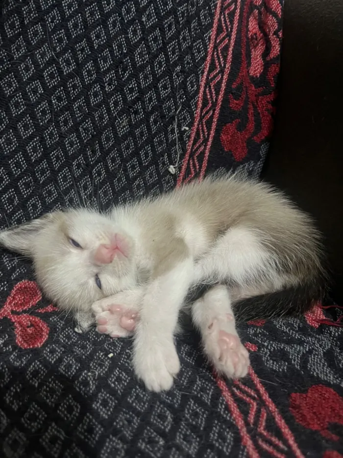 Gato raça SRD-ViraLata idade Abaixo de 2 meses nome Perry