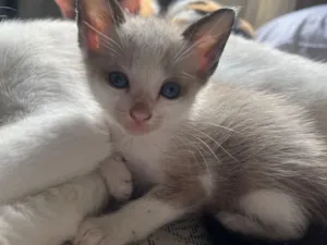 Gato raça SRD-ViraLata idade Abaixo de 2 meses nome Perry