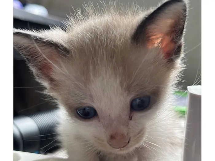 Gato raça SRD-ViraLata idade Abaixo de 2 meses nome Perry