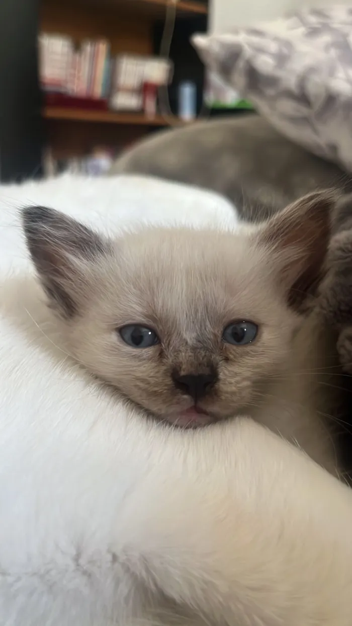 Gato raça SRD-ViraLata idade Abaixo de 2 meses nome Marrie