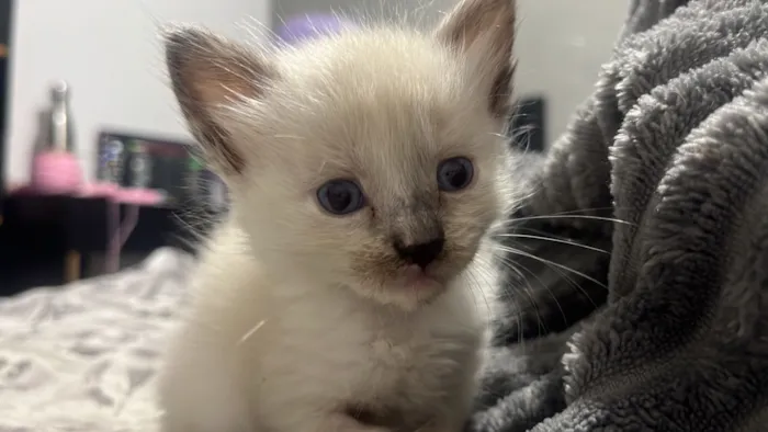 Gato raça SRD-ViraLata idade Abaixo de 2 meses nome Marrie