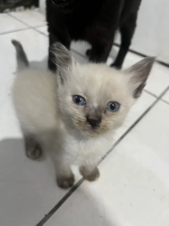 Gato raça SRD-ViraLata idade Abaixo de 2 meses nome Marrie