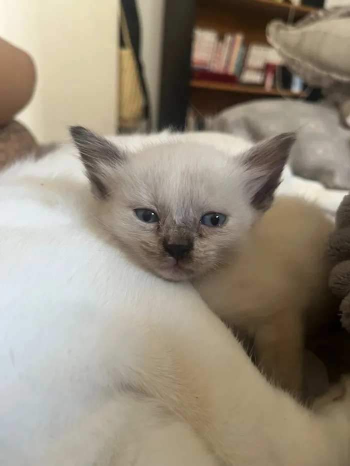 Gato raça SRD-ViraLata idade Abaixo de 2 meses nome Marrie