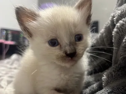 Gato raça SRD-ViraLata idade Abaixo de 2 meses nome Marrie