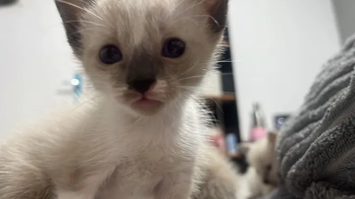 Gato raça SRD-ViraLata idade Abaixo de 2 meses nome Beicinho 
