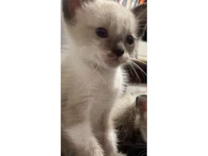 Gato raça SRD-ViraLata idade Abaixo de 2 meses nome Beicinho 