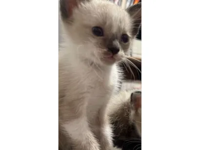 Gato raça SRD-ViraLata idade Abaixo de 2 meses nome Beicinho 