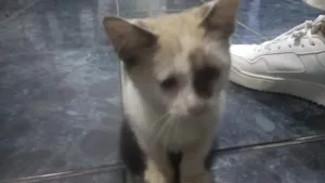 Gato raça Siamês idade Abaixo de 2 meses nome Sem nome 