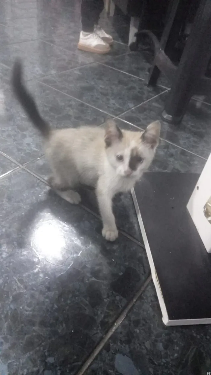 Gato raça Siamês idade Abaixo de 2 meses nome Sem nome 