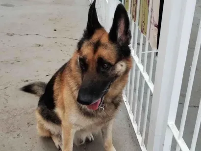 Cachorro raça Pastor Alemão idade 6 ou mais anos nome Bartolomeu 