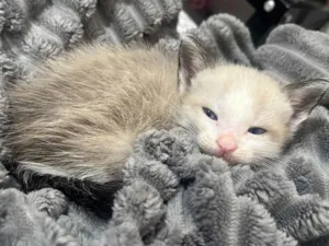 Gato raça SRD-ViraLata idade Abaixo de 2 meses nome Perry