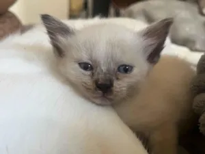 Gato raça SRD-ViraLata idade Abaixo de 2 meses nome Marrie