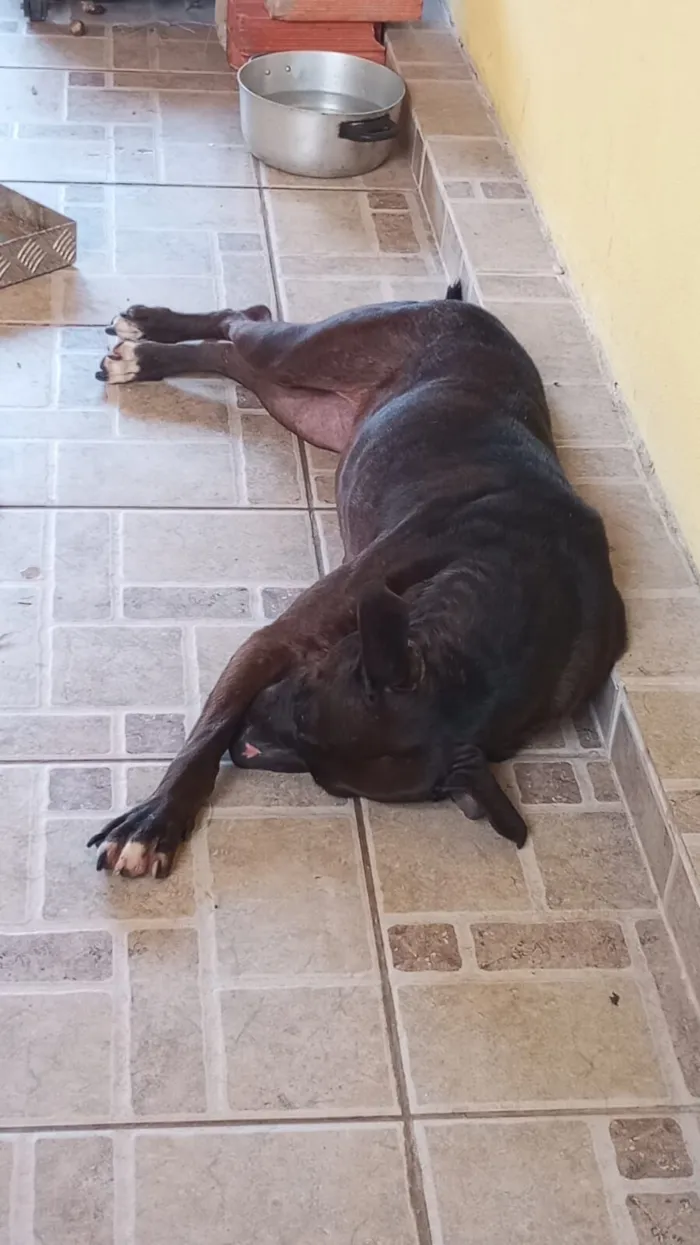 Cachorro raça Pit-Bull idade 3 anos nome WALKIRIA HEDWIGES DE LIMA