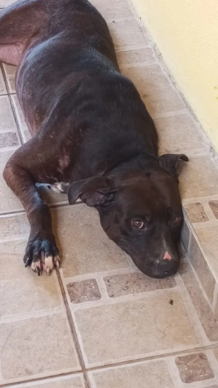 Cachorro raça Pit-Bull idade 3 anos nome WALKIRIA HEDWIGES DE LIMA