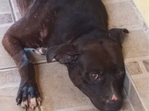 Cachorro raça Pit-Bull idade 3 anos nome Sabrina 