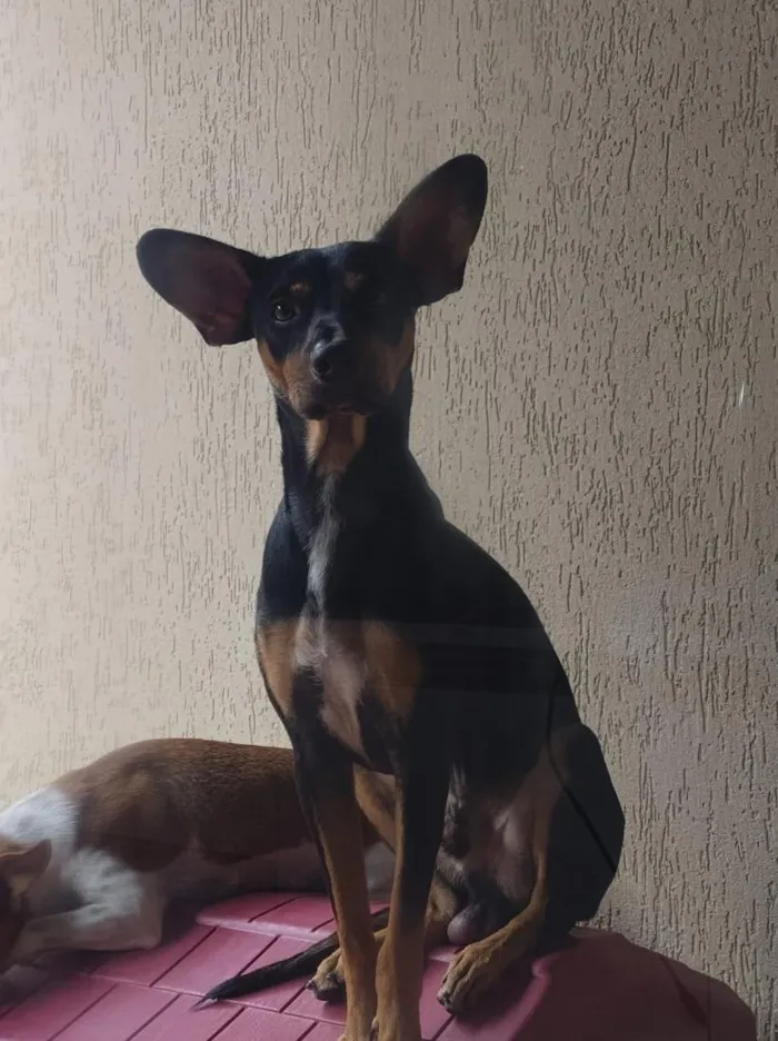 Cachorro raça SRD-ViraLata idade 3 anos nome Tommy