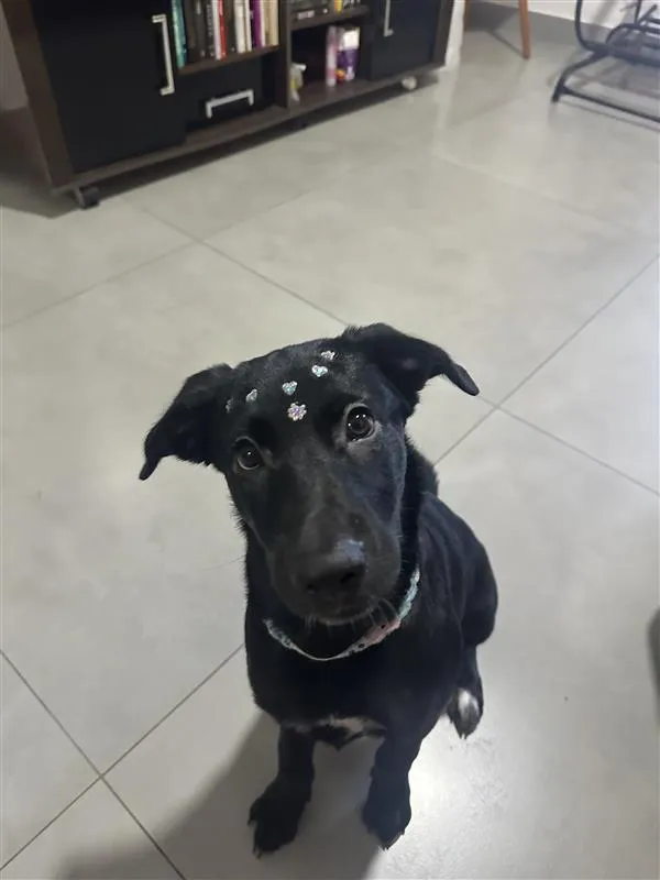 Cachorro raça SRD-ViraLata idade 2 a 6 meses nome Amora