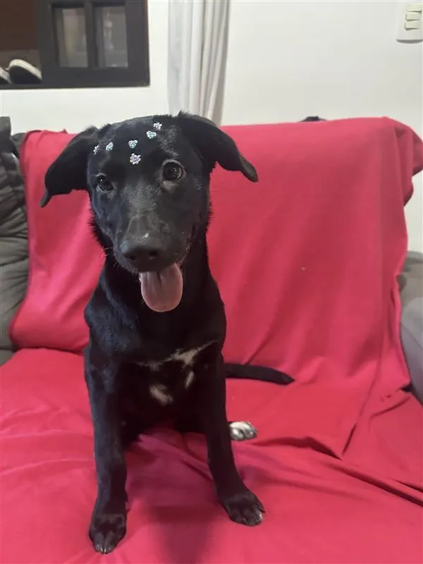 Cachorro raça SRD-ViraLata idade 2 a 6 meses nome Amora