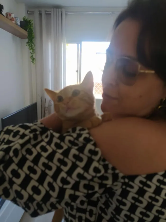 Gato raça SRD-ViraLata idade 3 anos nome Gwen