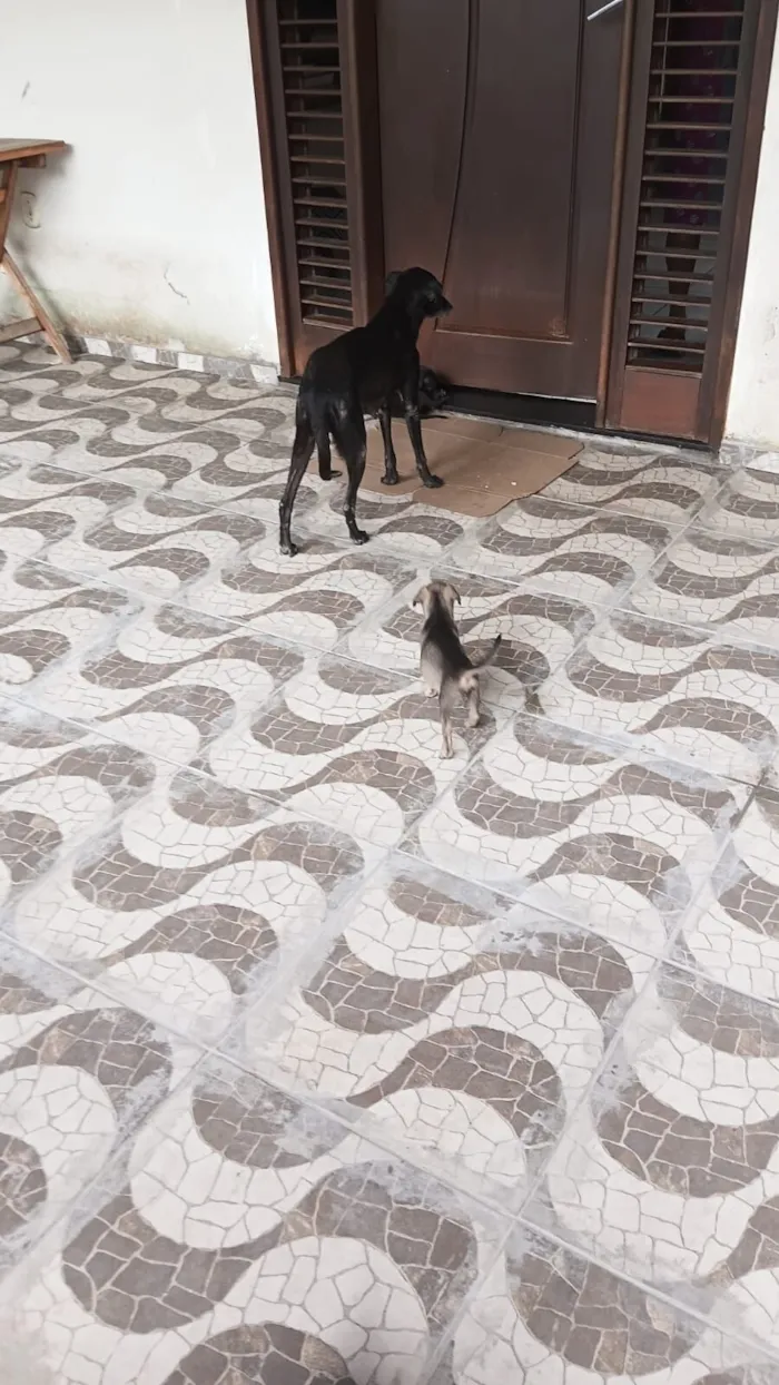 Cachorro raça SRD-ViraLata idade 2 a 6 meses nome pretinho