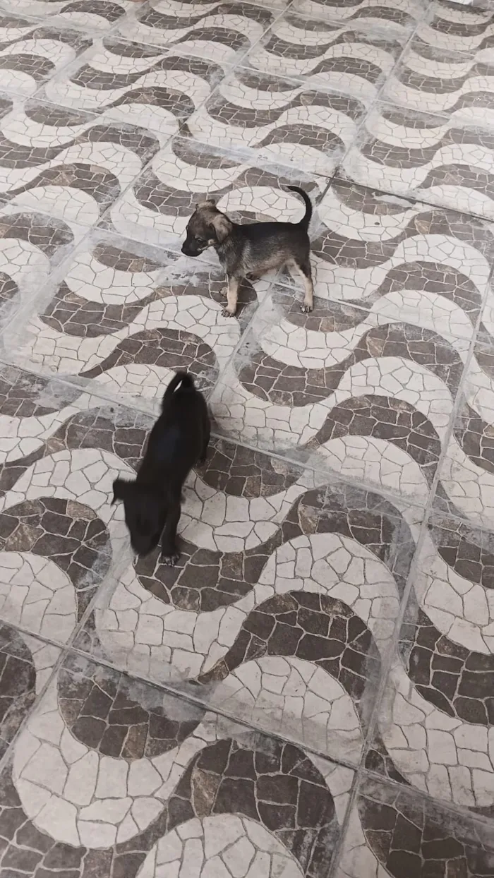 Cachorro raça SRD-ViraLata idade 2 a 6 meses nome pretinho