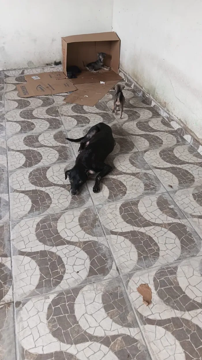 Cachorro raça SRD-ViraLata idade 2 a 6 meses nome pretinho
