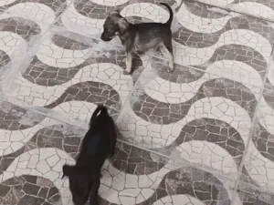 Cachorro raça SRD-ViraLata idade 2 a 6 meses nome pretinho