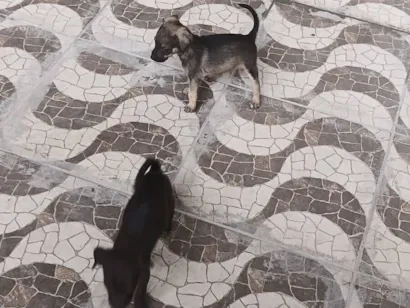 Cachorro raça SRD-ViraLata idade 2 a 6 meses nome pretinho