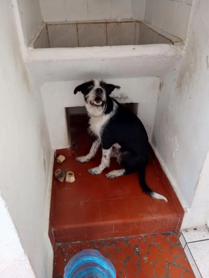 Cachorro raça SRD-ViraLata idade 7 a 11 meses nome LOKI