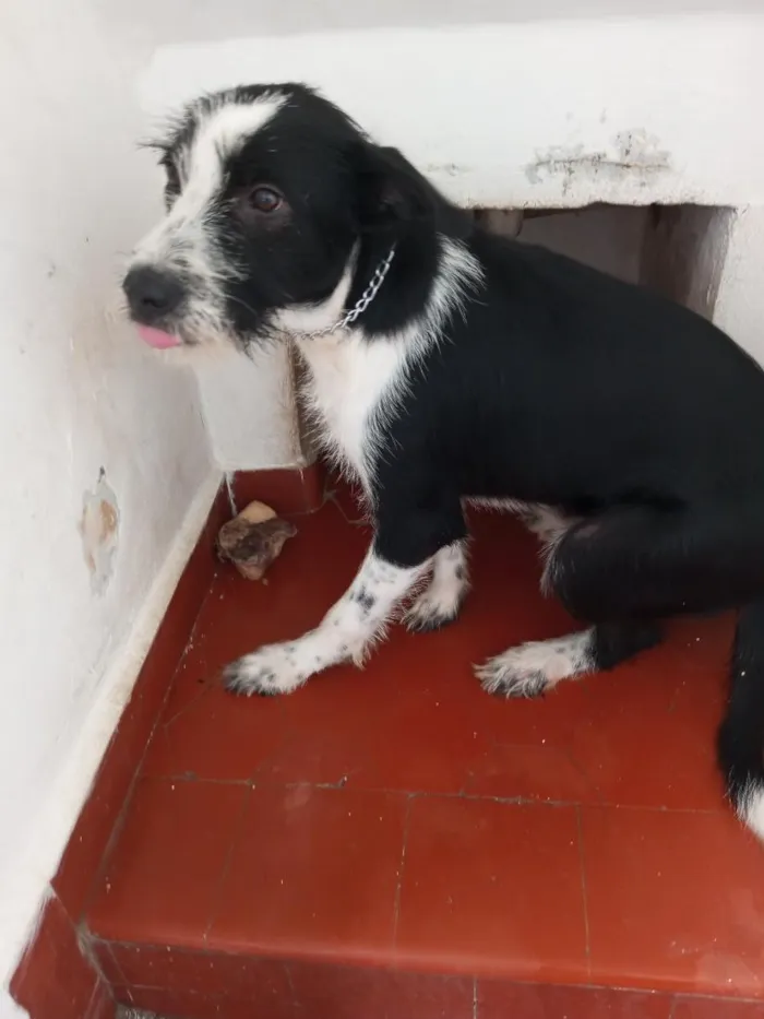 Cachorro raça SRD-ViraLata idade 7 a 11 meses nome LOKI