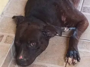 Cachorro raça Pit-Bull idade 3 anos nome WALKIRIA HEDWIGES DE LIMA