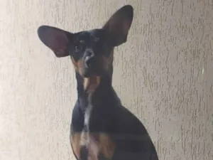 Cachorro raça SRD-ViraLata idade 3 anos nome Tommy