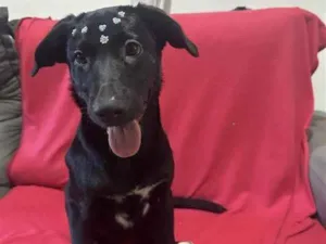 Cachorro raça SRD-ViraLata idade 2 a 6 meses nome Amora